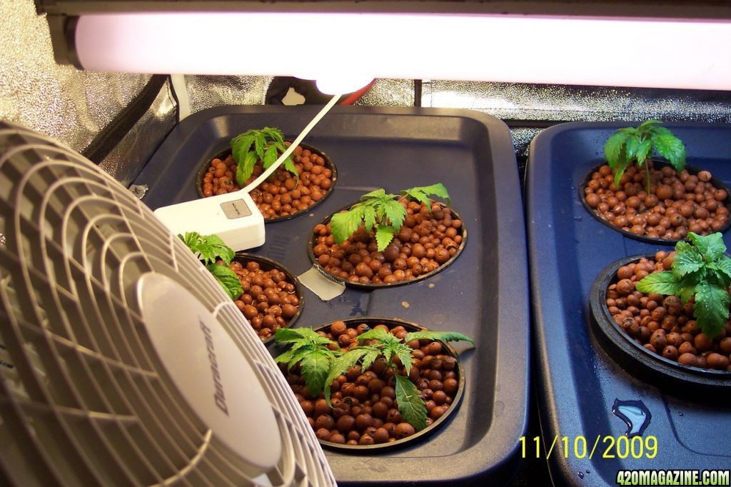 New grow cfl/soil