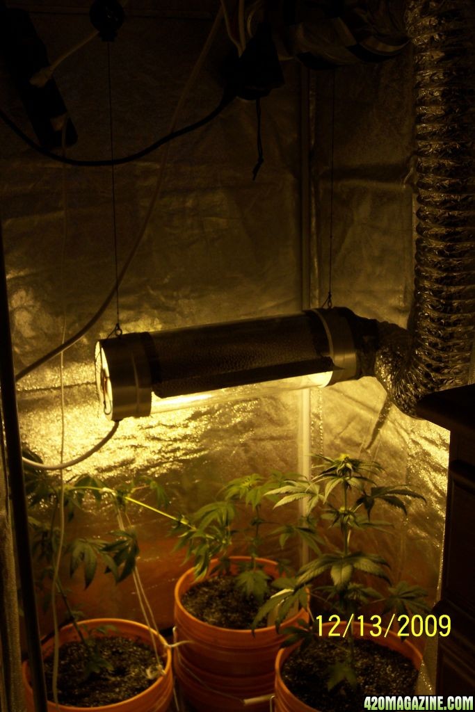 New grow cfl/soil