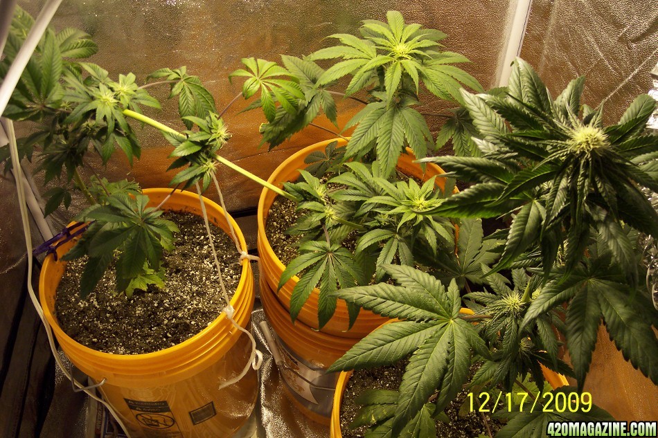 New grow cfl/soil