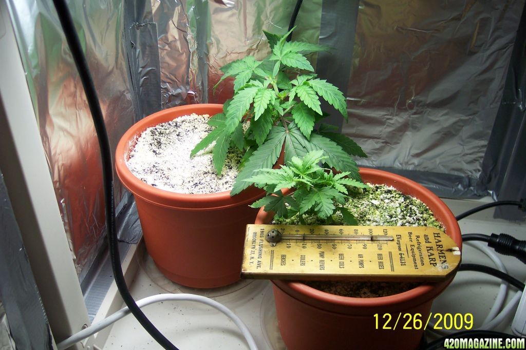 New grow cfl/soil