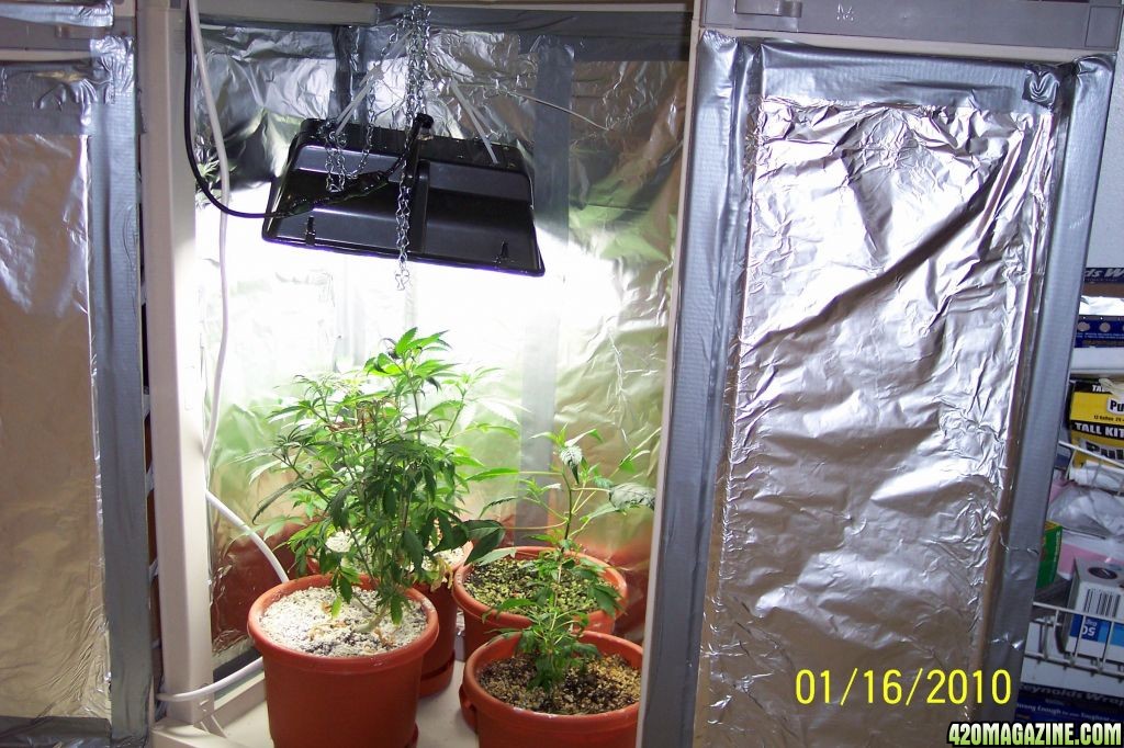 New grow cfl/soil