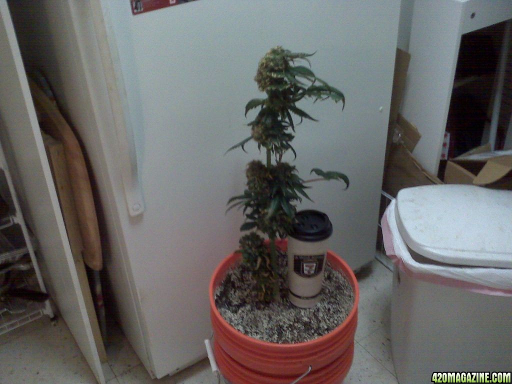 New grow cfl/soil