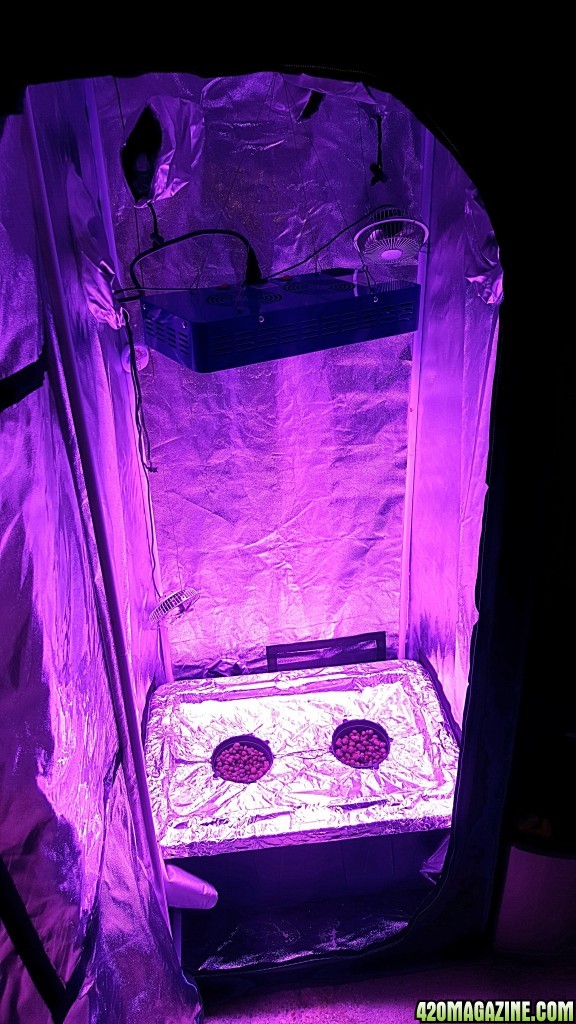 new grow + DWC + LED  tips please