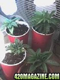 NEw grow LST