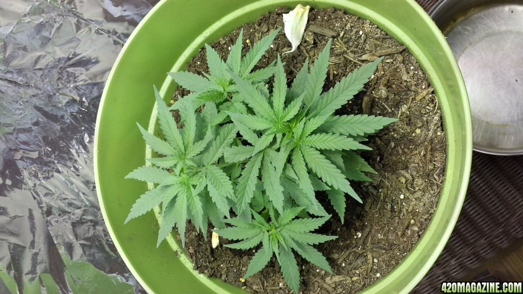 New Grow Opinions Welcome