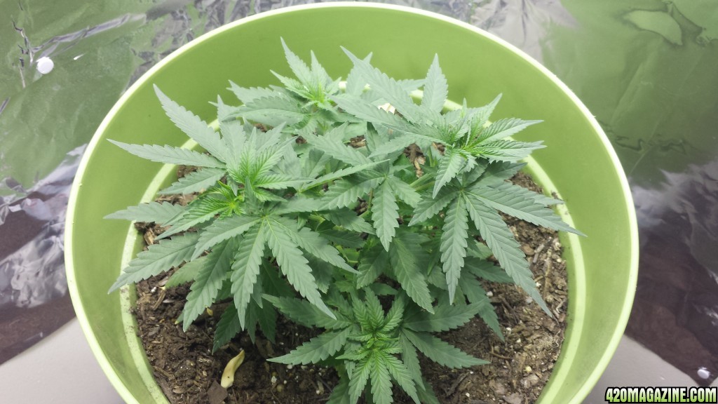 New Grow Opinions Welcome