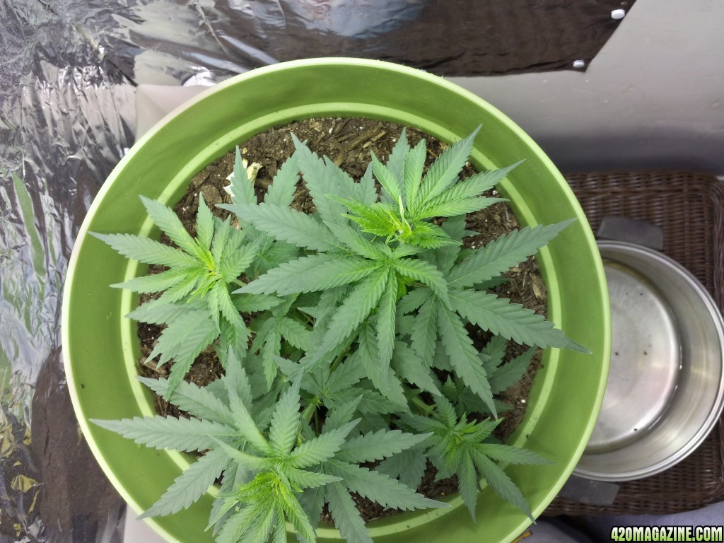 New Grow Opinions Welcome