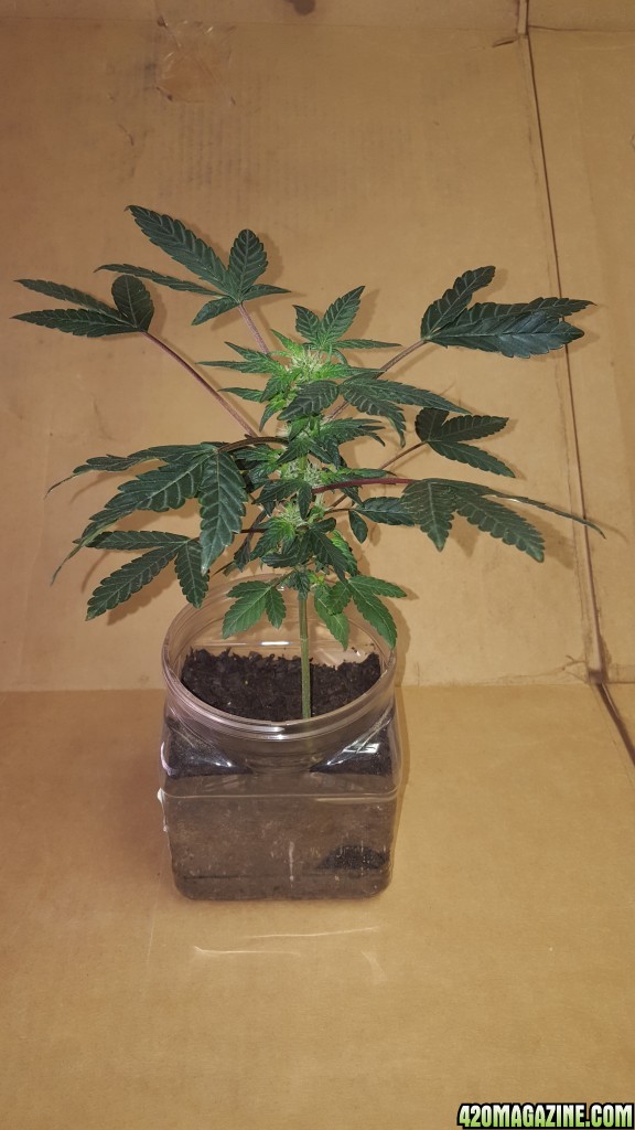 New Grow