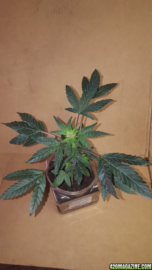 New Grow