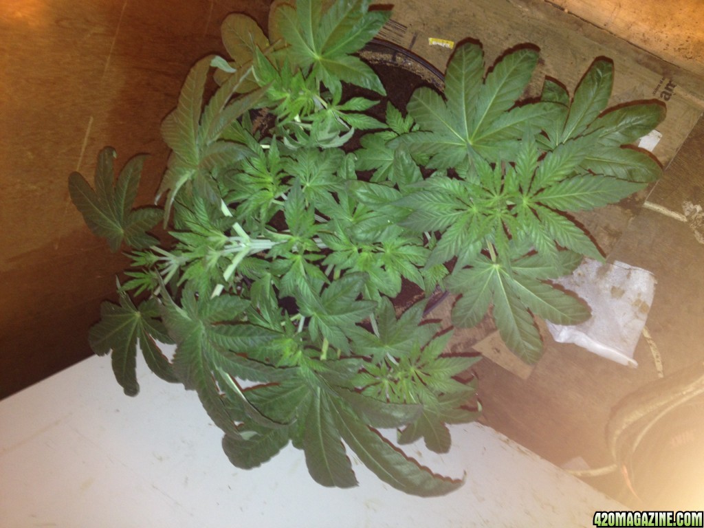 NEW GROWER NEED HELP