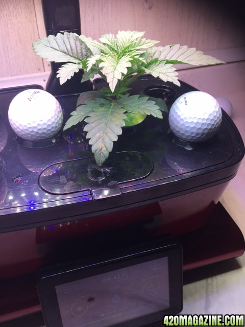 new grower needs help my friends