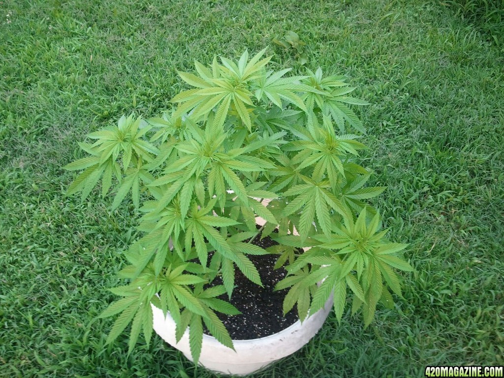 New grower