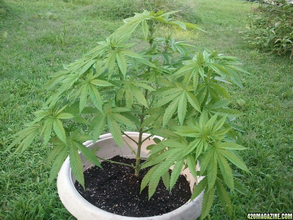 new grower