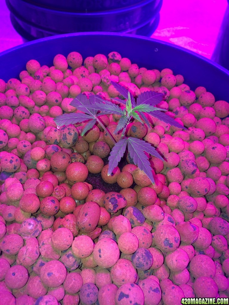 new growth on clones