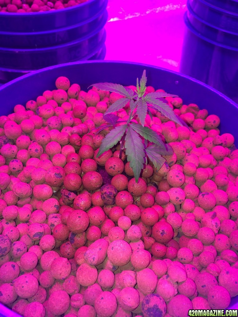 new growth on clones