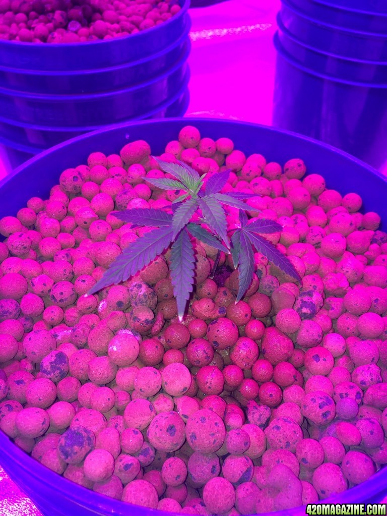 new growth on clones