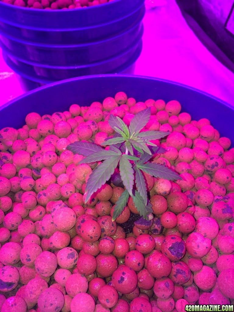 new growth on clones