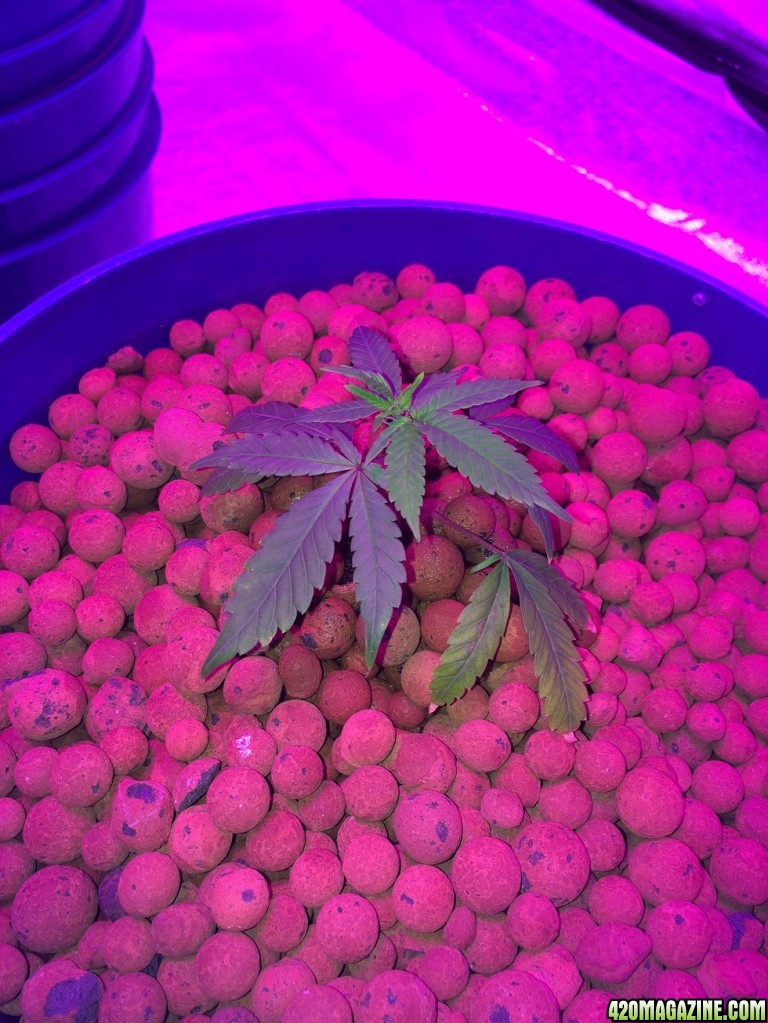 new growth on clones