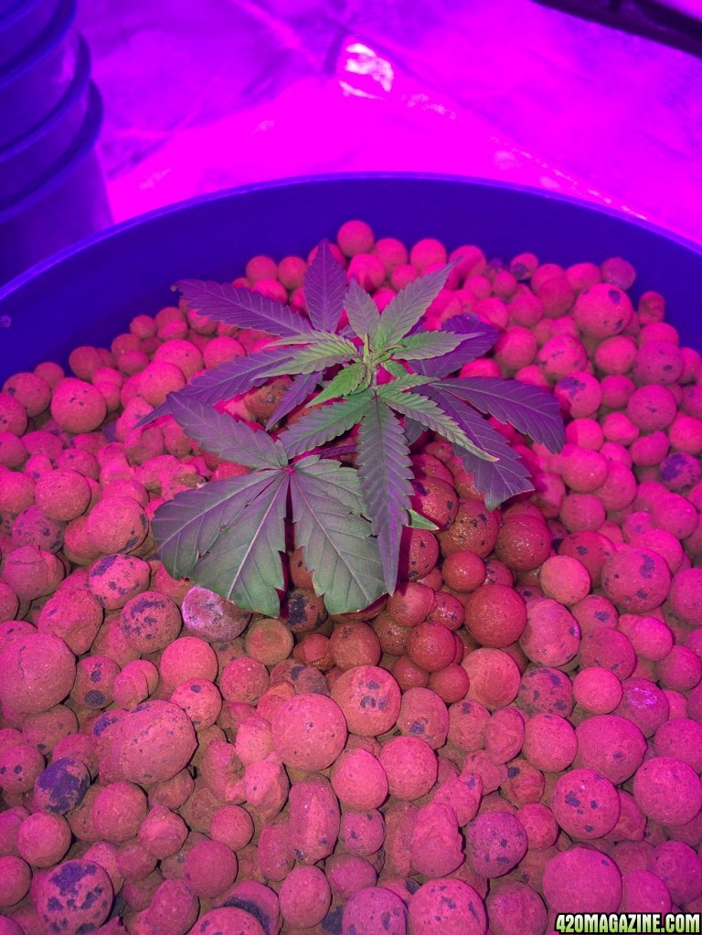 new growth on clones