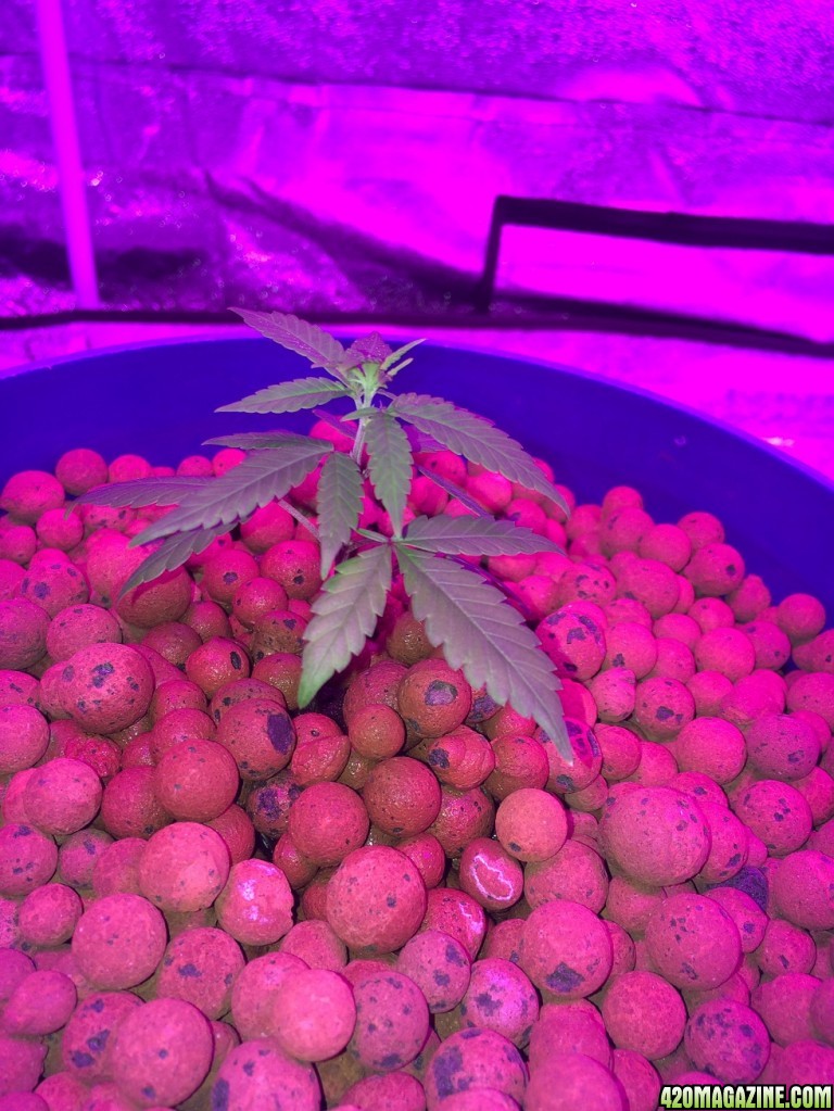 new growth on clones