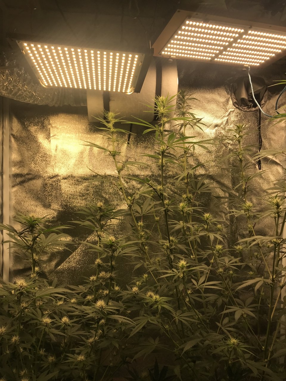 New light on the left HLG288 on the right