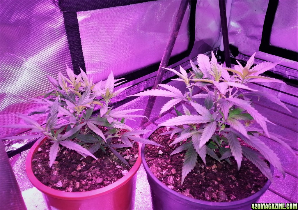 New mothers. Gobillygoo left Permafrost right