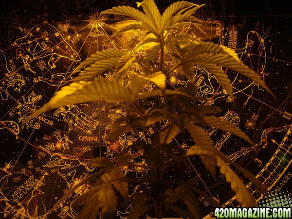 New Pic of My Plant