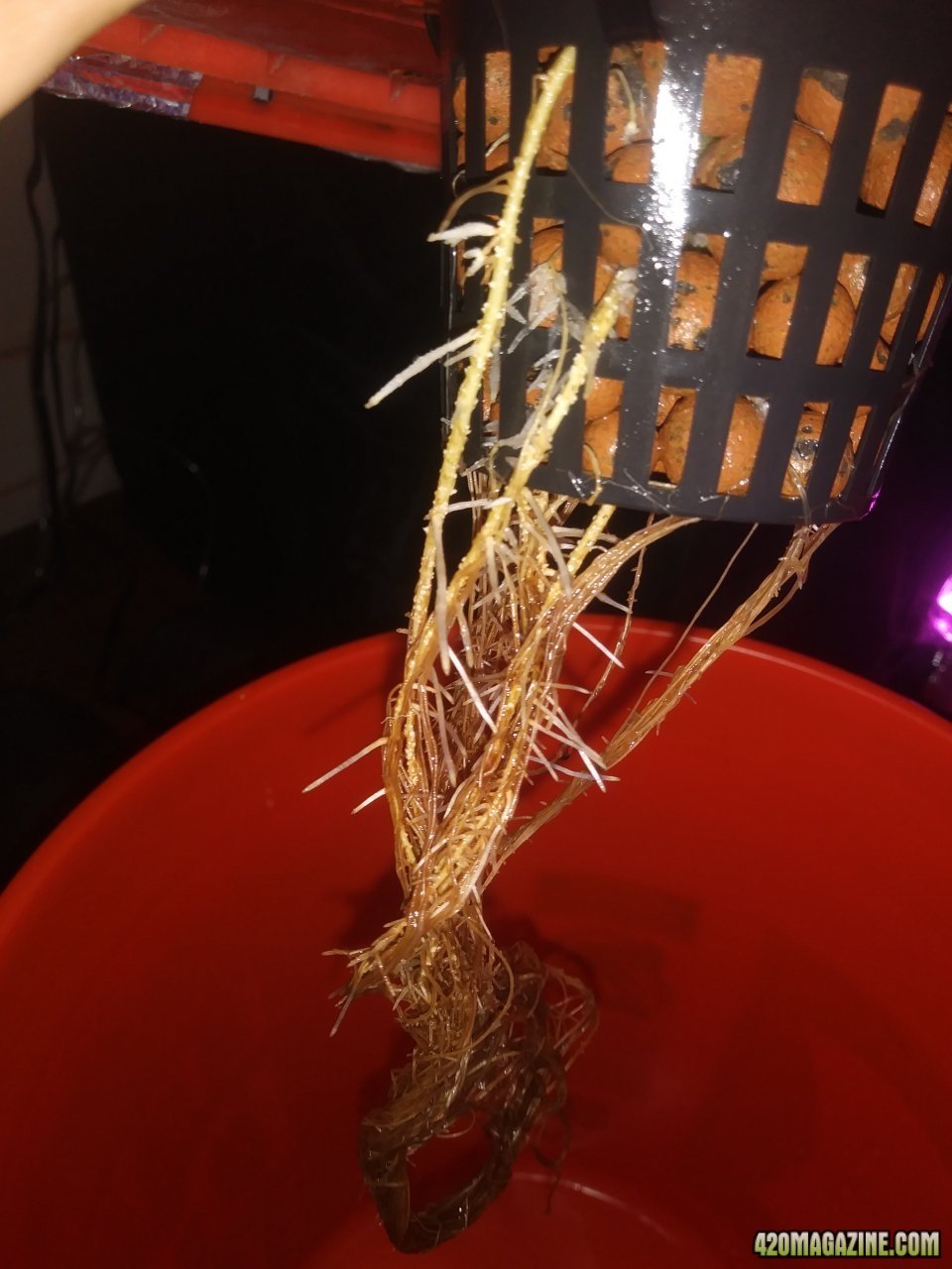 New root growth