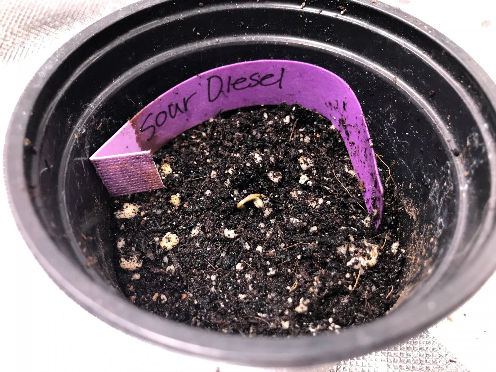 new seeds 2021 sour diesel sprouted.jpg