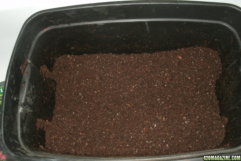 New soil, new grow