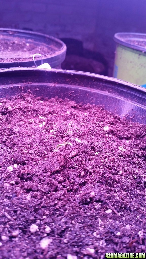 New sprouts