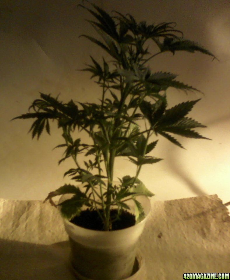 new strain,new strains, 29 days, shangrila