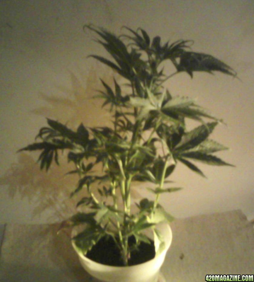 new strain,new strains, 29 days, shangrila