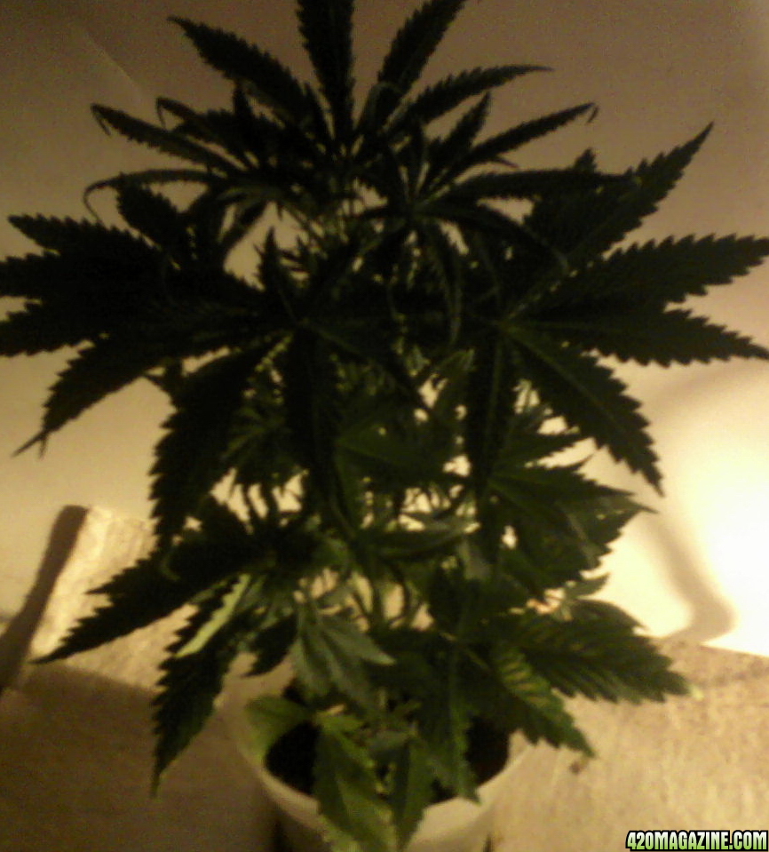 new strain,new strains, 29 days, shangrila