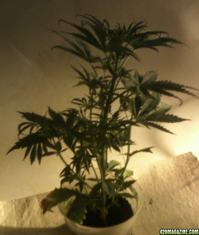 new strain,new strains, 29 days, shangrila