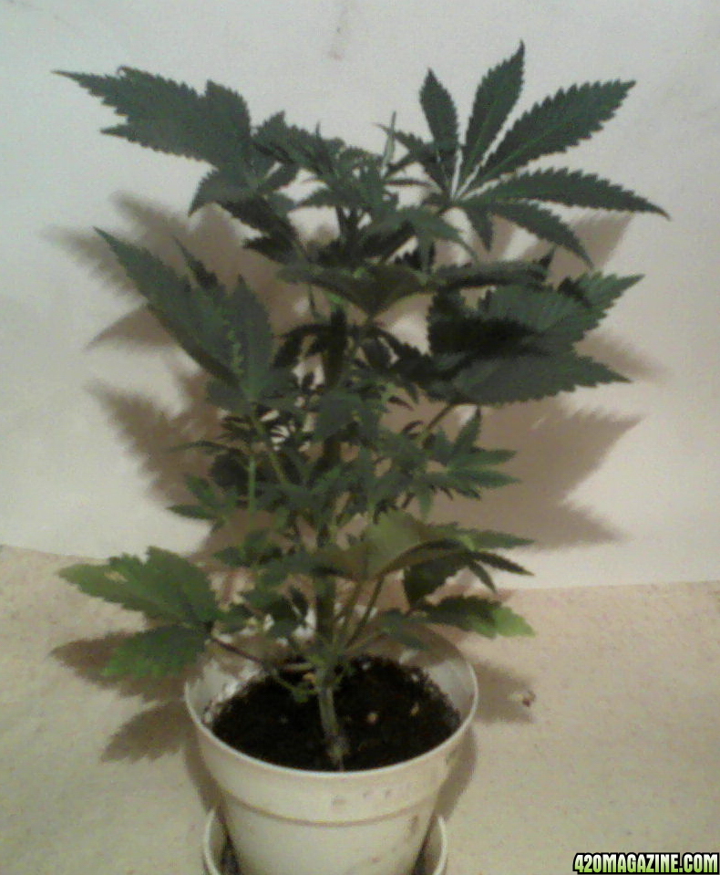 new strain,new strains, 29 days, shangrila