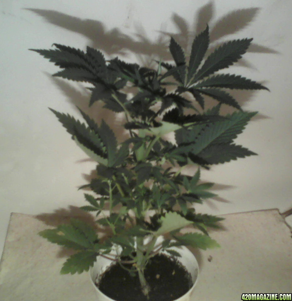 new strain,new strains, 29 days, shangrila