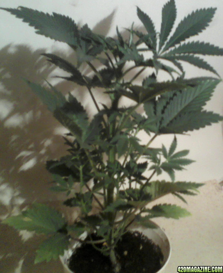 new strain,new strains, 29 days, shangrila