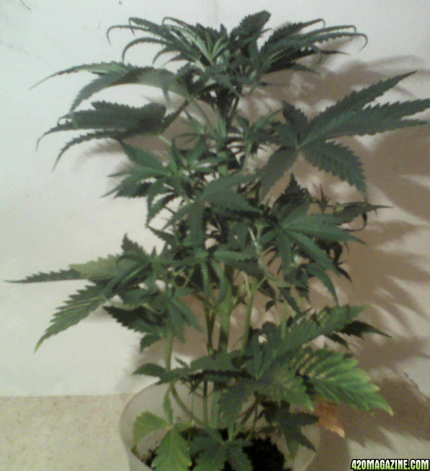 new strain,new strains, 29 days, shangrila