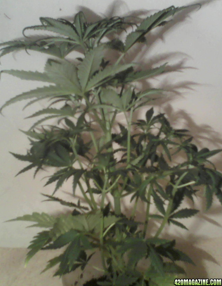 new strain,new strains, 29 days, shangrila