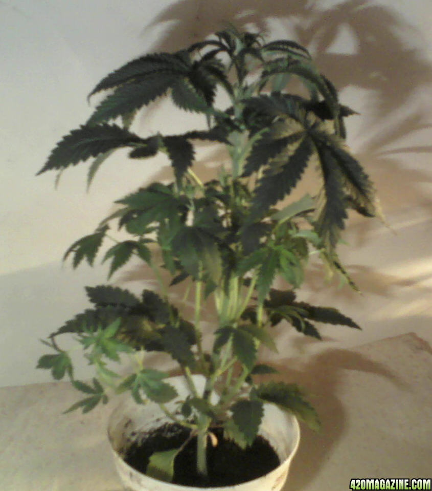 new strain,new strains, 29 days, shangrila