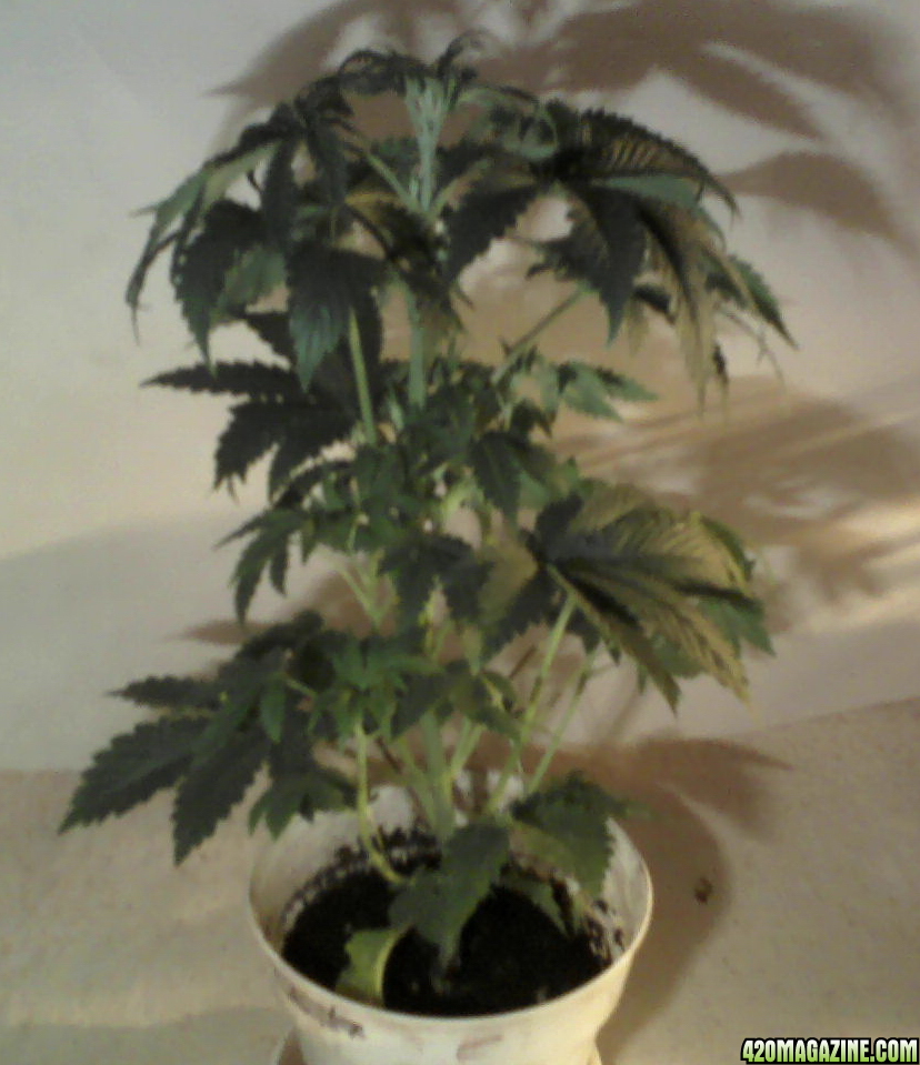 new strain,new strains, 29 days, shangrila