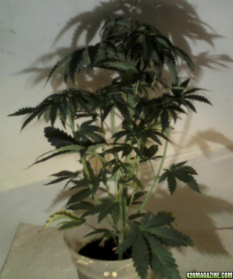 new strain,new strains, 29 days, shangrila