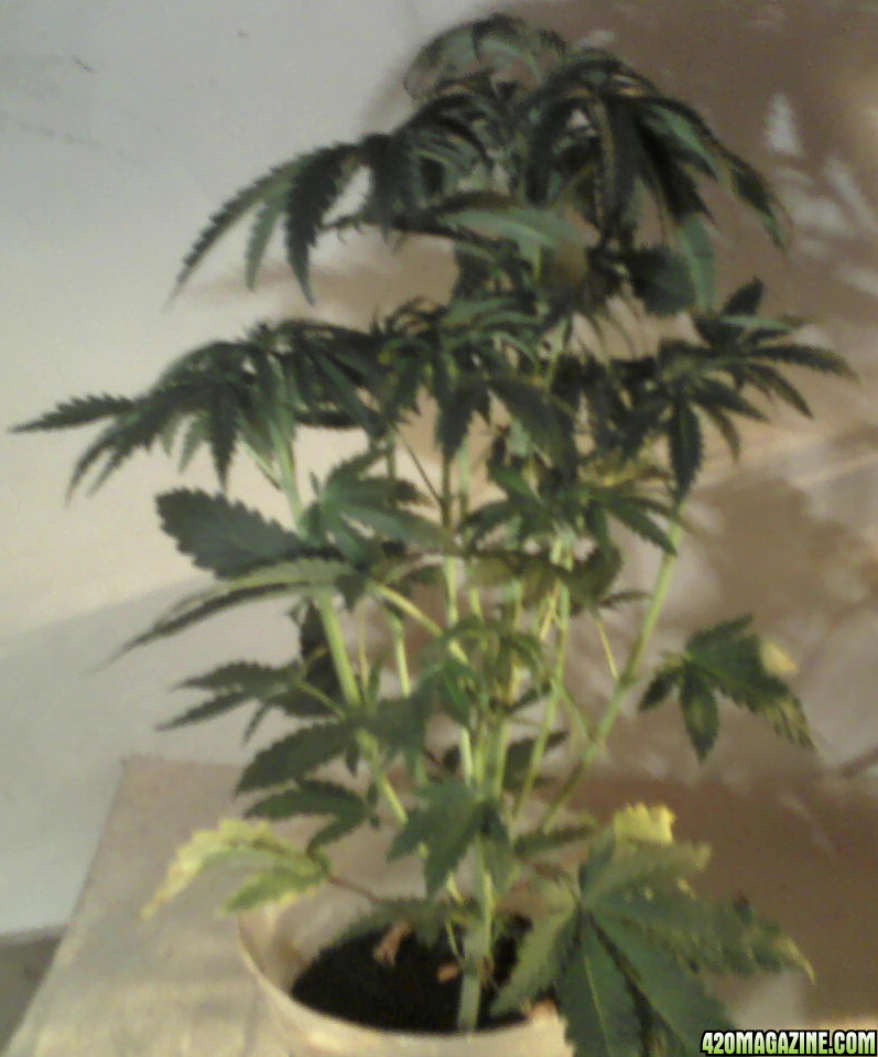 new strain,new strains, 29 days, shangrila