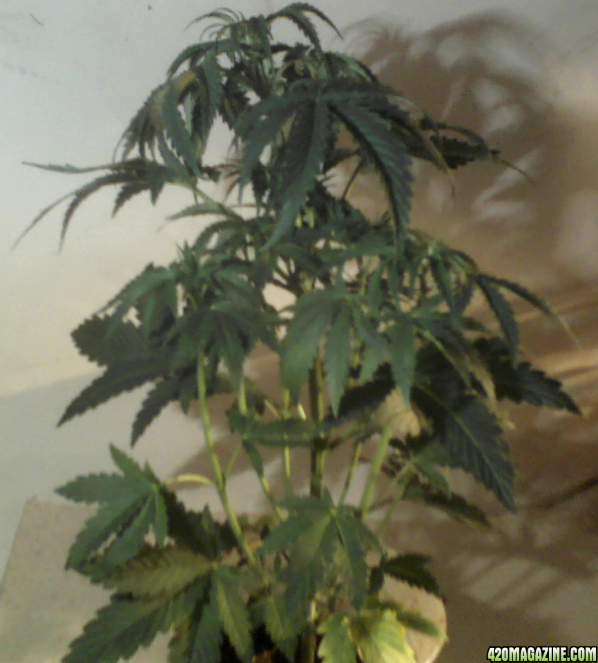 new strain,new strains, 29 days, shangrila