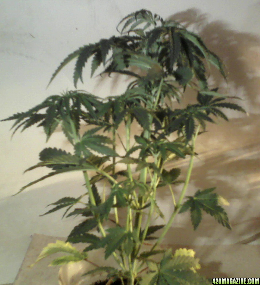 new strain,new strains, 29 days, shangrila