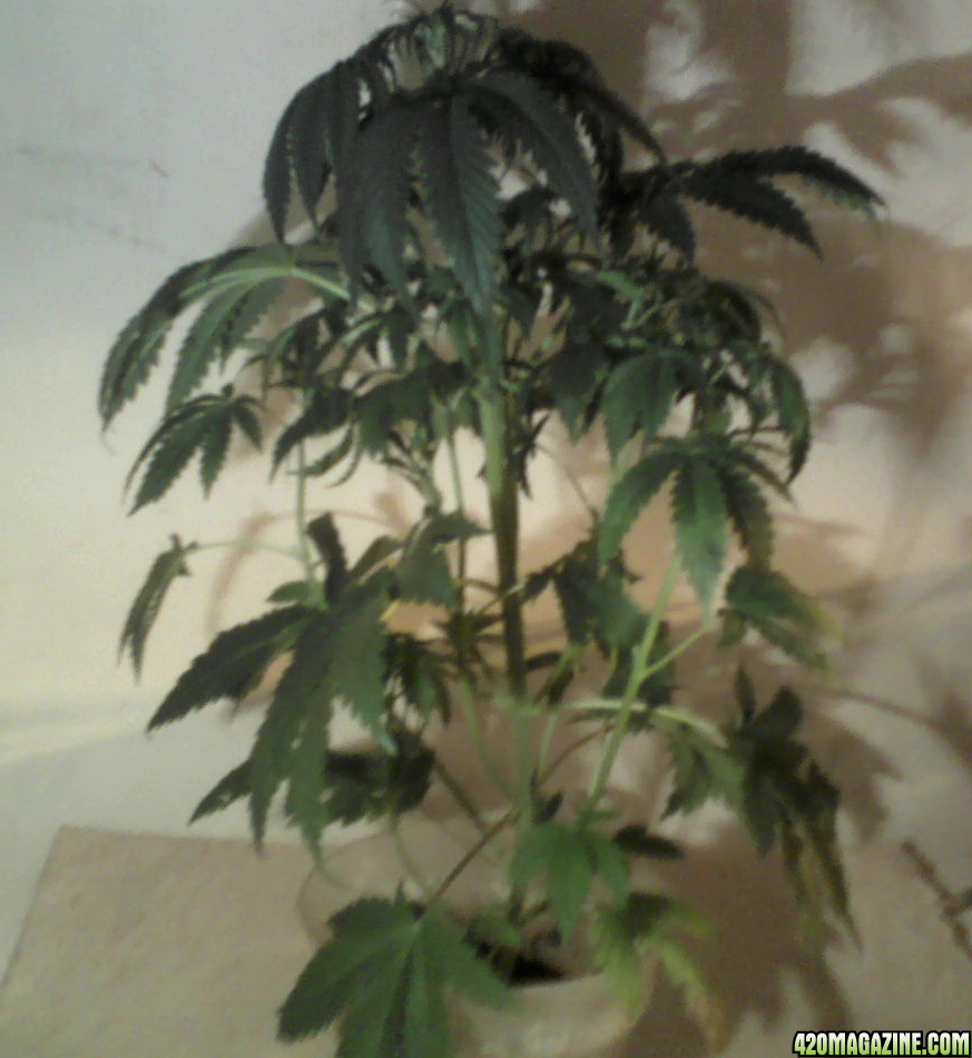 new strain,new strains, 29 days, shangrila