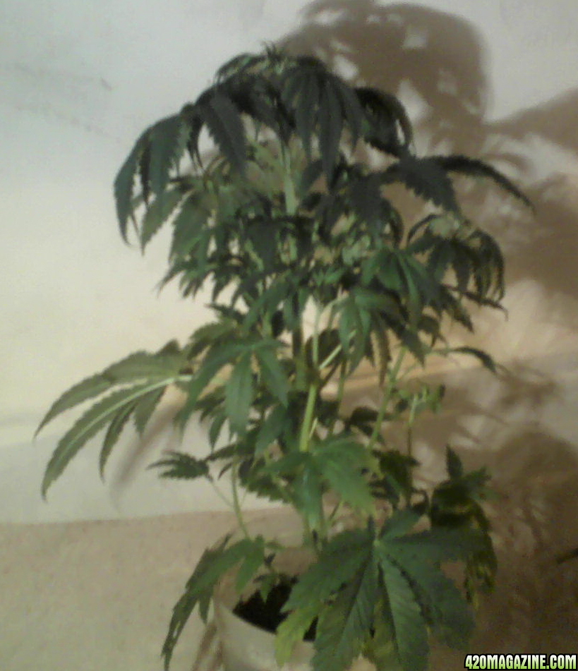 new strain,new strains, 29 days, shangrila