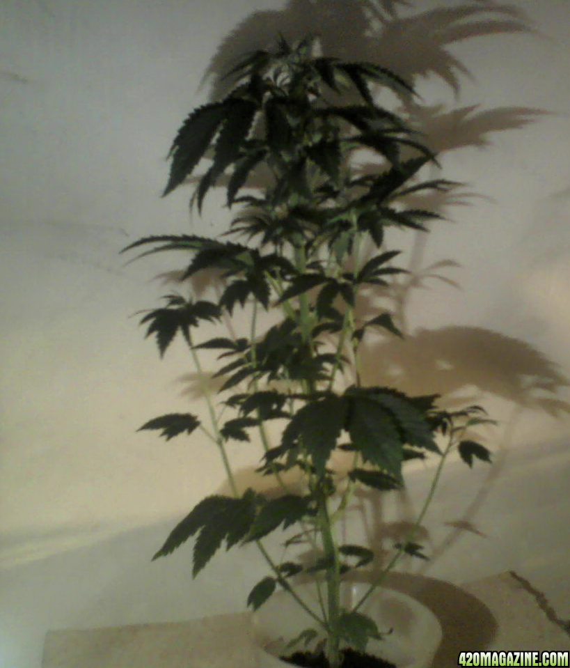 new strain,new strains, 29 days, shangrila