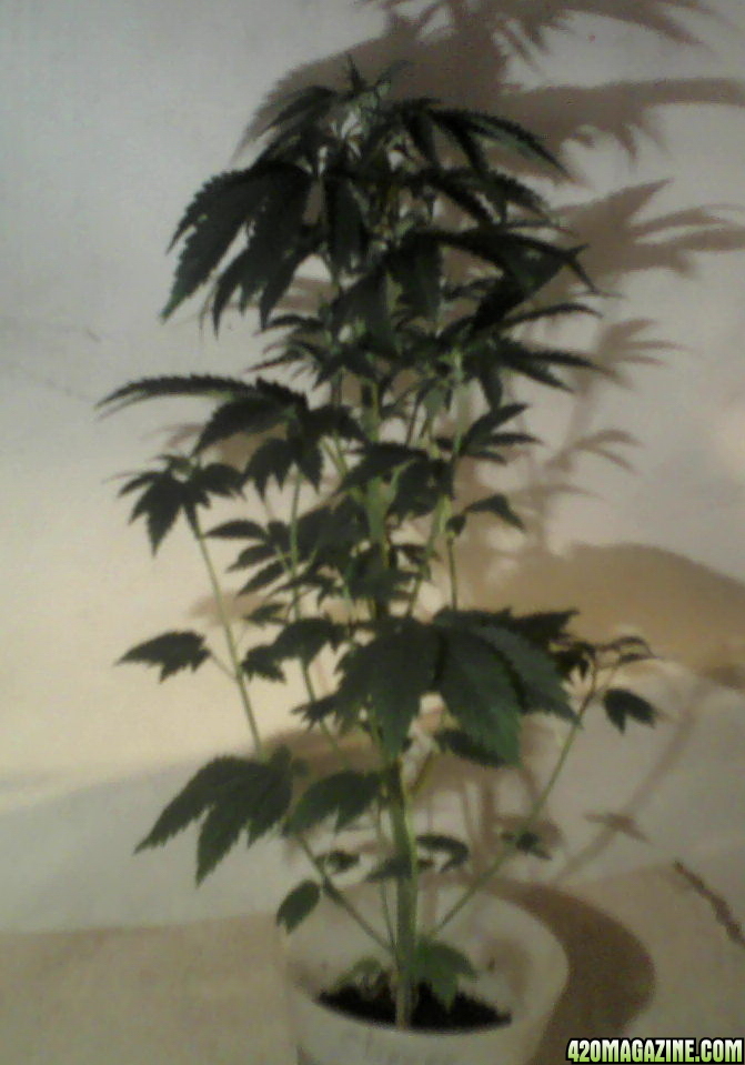 new strain,new strains, 29 days, shangrila